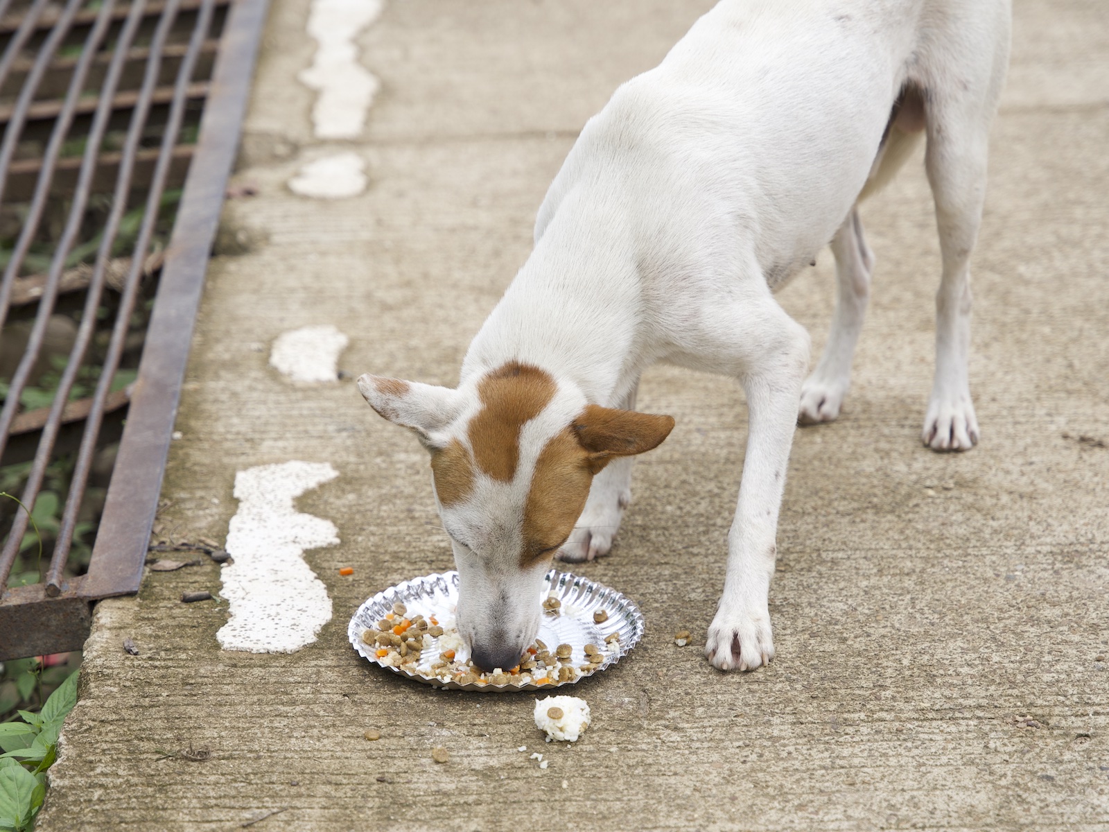 Stray Feeding Program